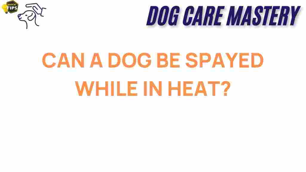 spaying-dog-heat