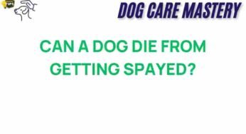 The Hidden Risks: Can Spaying a Dog Lead to Fatal Outcomes?