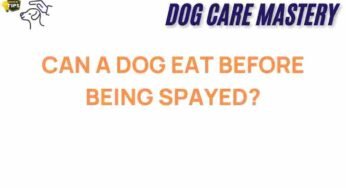 Can Your Dog Eat Before Spaying? Unveiling the Truth