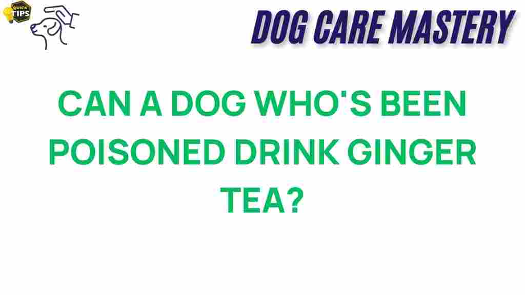 can-ginger-tea-help-poisoned-dogs