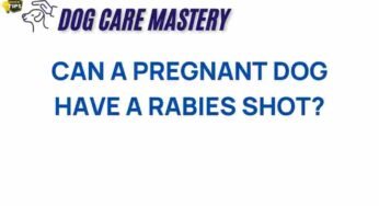 Can a Pregnant Dog Safely Receive a Rabies Shot? What You Need to Know