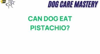 Can Dogs Safely Indulge in Pistachios? What You Need to Know