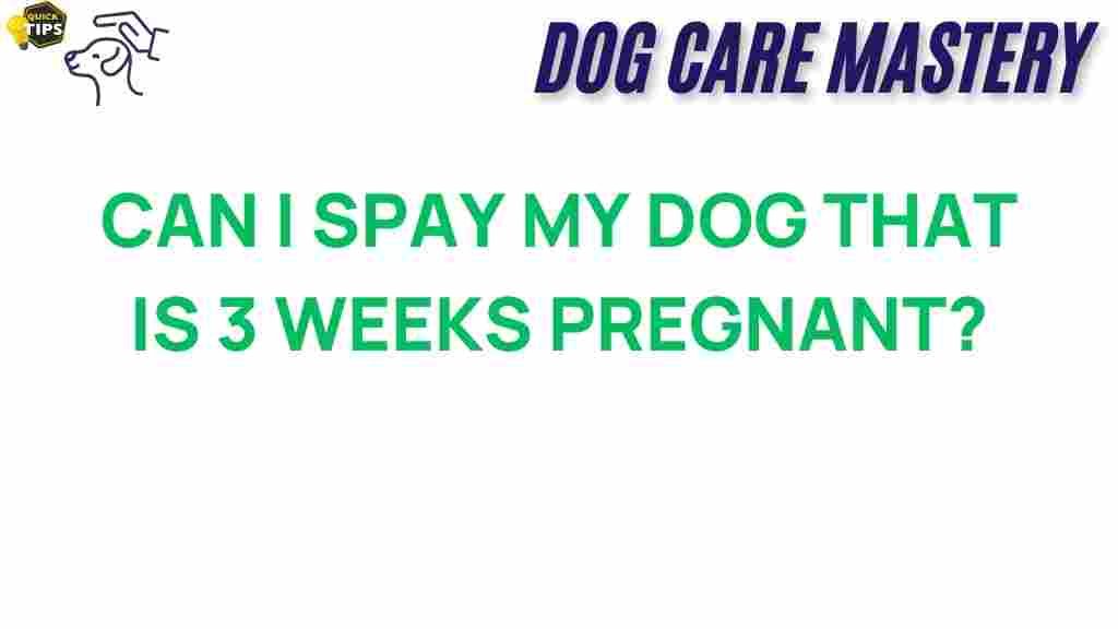 spaying-dog-pregnant