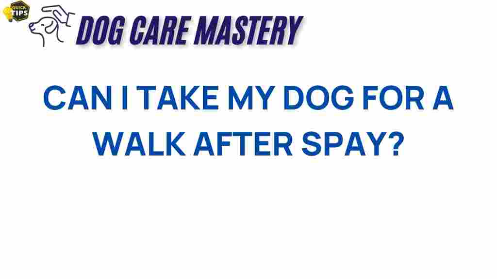 can-i-take-my-dog-for-a-walk-after-spaying