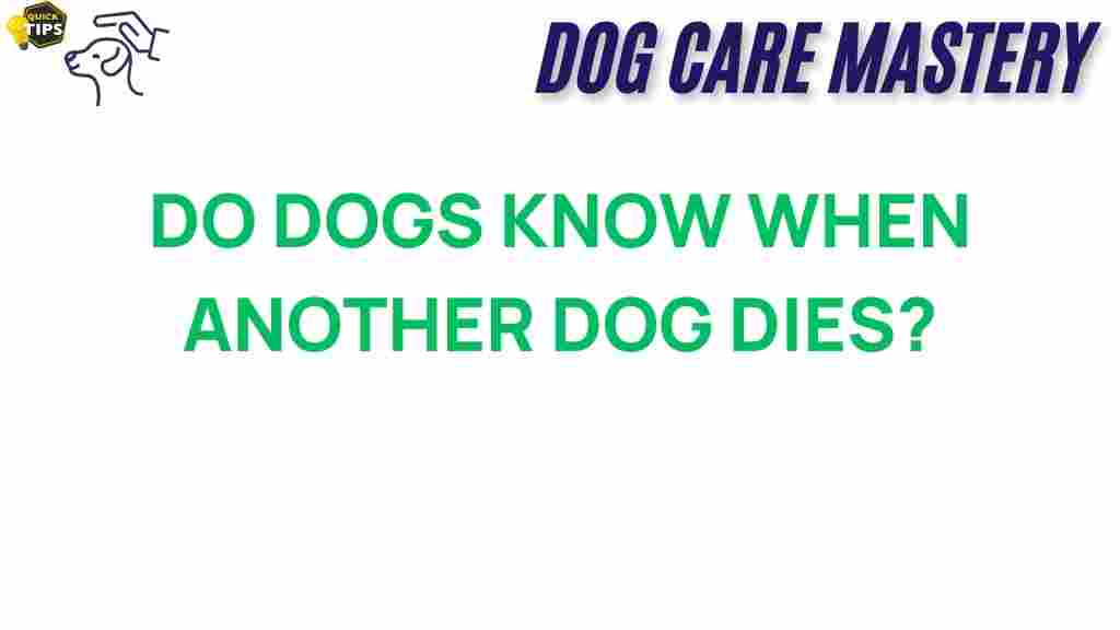 dogs-understand-grief