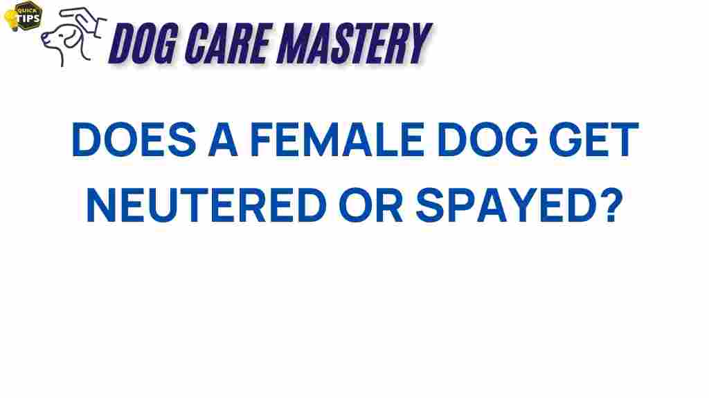 spay-neuter-female-dog