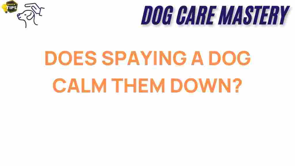 spaying-dog-calm-companion