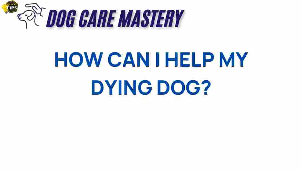 how-to-comfort-a-dying-dog