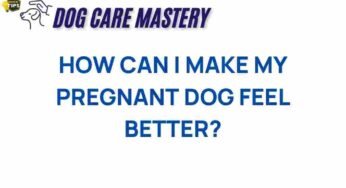Discover Essential Tips to Comfort Your Pregnant Dog