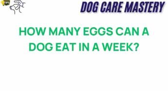 The Surprising Truth: How Many Eggs Can Your Dog Safely Eat?