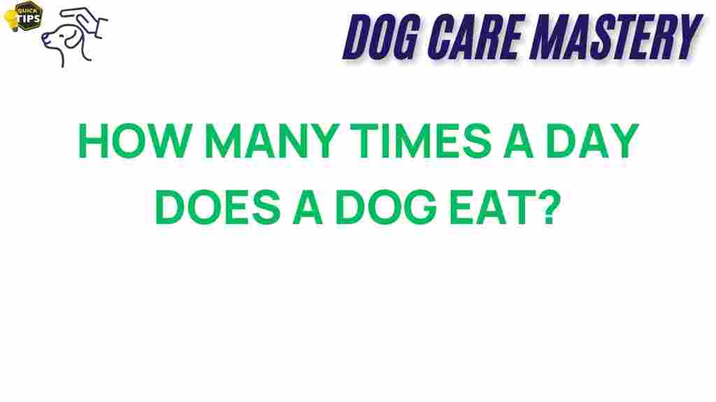 dog-feeding-frequency