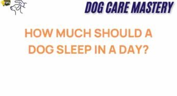 Unraveling the Mystery of Canine Sleep: How Much Is Enough?