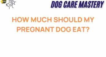 Unraveling the Mystery: How Much Should Your Pregnant Dog Eat?