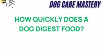 Unraveling the Mystery: How Quickly Does a Dog Digest Food?
