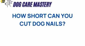 The Right Trim: How Short Can You Safely Cut Dog Nails?