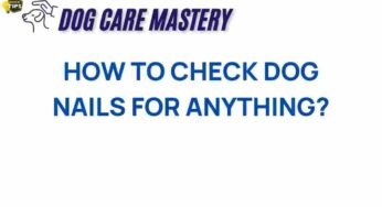 The Essential Guide to Checking Your Dog’s Nails Safely