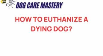 Navigating the Heart-Wrenching Decision: Euthanizing Your Dying Dog