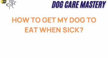 Unlocking Secrets: How to Encourage a Sick Dog to Eat Again