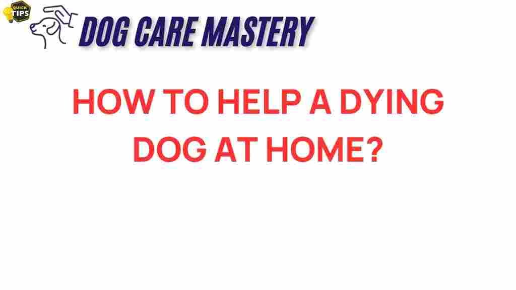 how-to-help-a-dying-dog