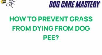 How to Protect Your Lawn from the Dangers of Dog Urine
