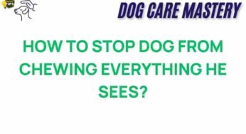 Unleashing Solutions: How to Stop Your Dog from Chewing Everything