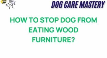 How to Stop Your Dog from Chewing on Wood Furniture: Expert Tips
