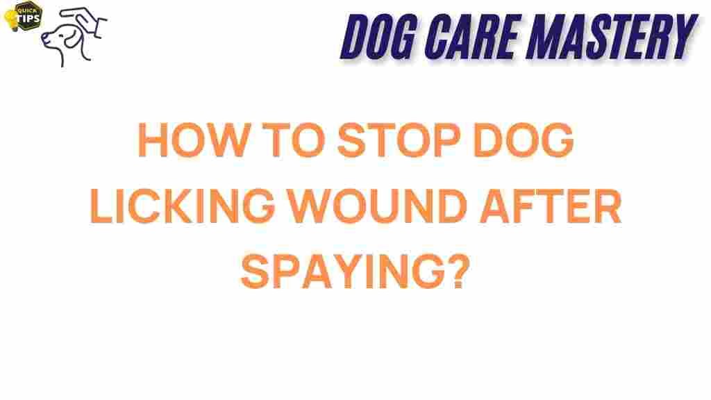 dog-licking-spay-wound-prevention