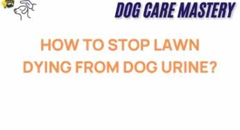 The Secret to Reviving Your Lawn After Dog Urine Damage