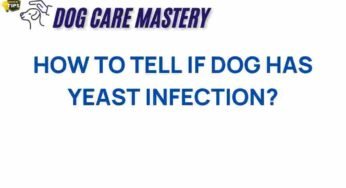 Unraveling the Mystery: How to Detect a Dog Yeast Infection