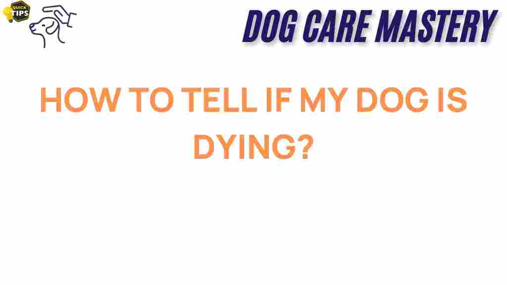 how-to-tell-if-my-dog-is-dying