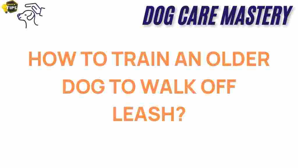 older-dog-training-off-leash