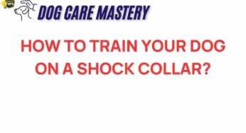 Unleashing Controversy: The Realities of Training Dogs with Shock Collars