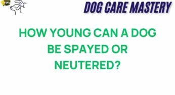 The Right Age for Spaying or Neutering: What Every Dog Owner Should Know