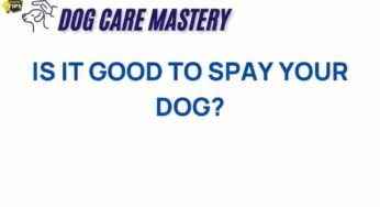 The Hidden Benefits of Spaying: What Every Dog Owner Should Know