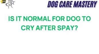 Understanding Your Dog’s Tears: Is It Normal After Spaying?