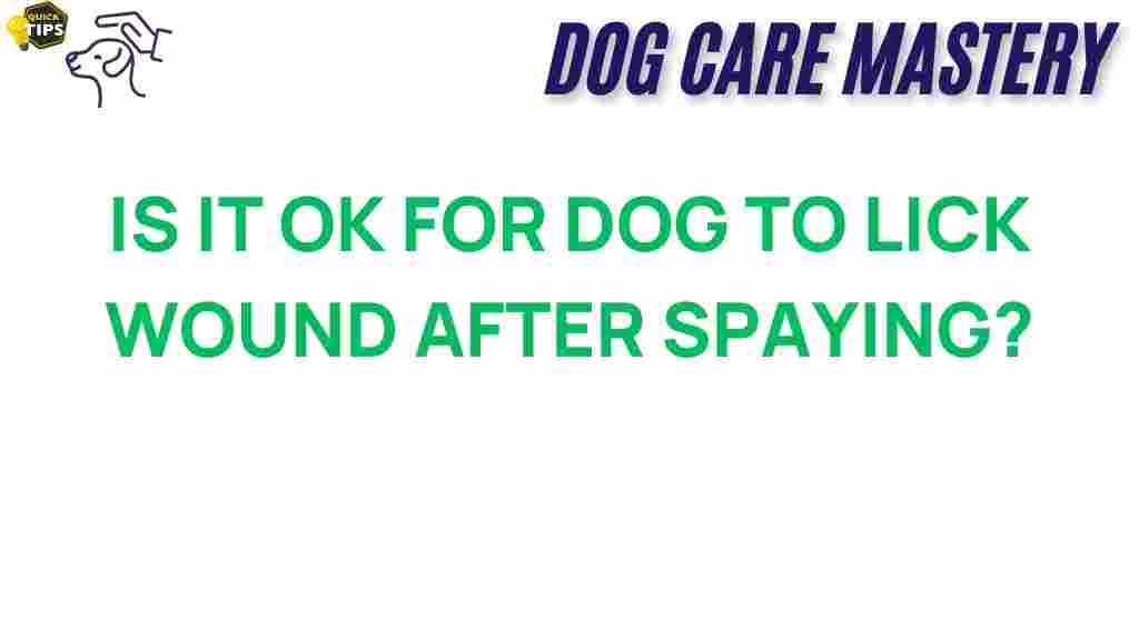 dog-licking-wounds-spaying