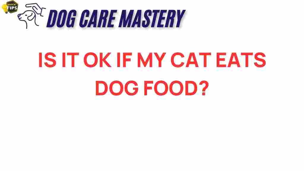 cat-eat-dog-food