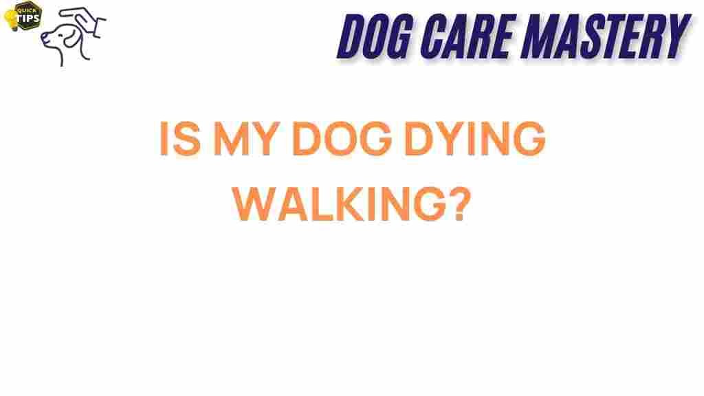 is-your-dog-health-risk-walking
