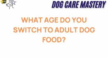 Unlocking the Secrets: When Should You Transition to Adult Dog Food?