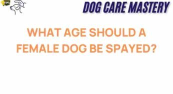 The Ideal Age for Spaying Your Female Dog: What Every Owner Should Know