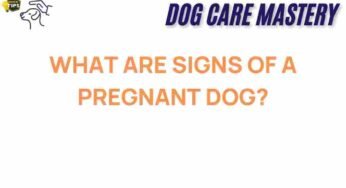 Unraveling the Mystery: What Are the Signs of a Pregnant Dog?