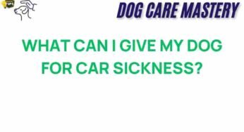Effective Solutions for Dog Car Sickness: What You Can Do