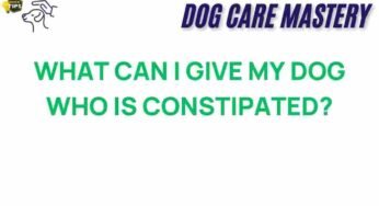 Uncovering Solutions for Dog Constipation: What Can You Do?