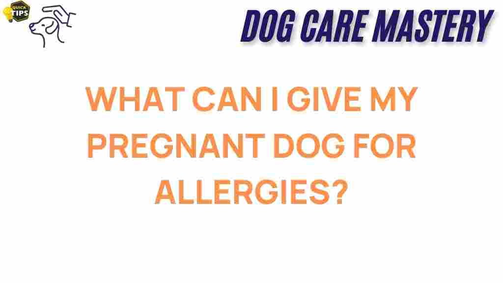pregnant-dog-allergies-solutions