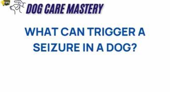 Uncovering the Hidden Triggers of Seizures in Dogs