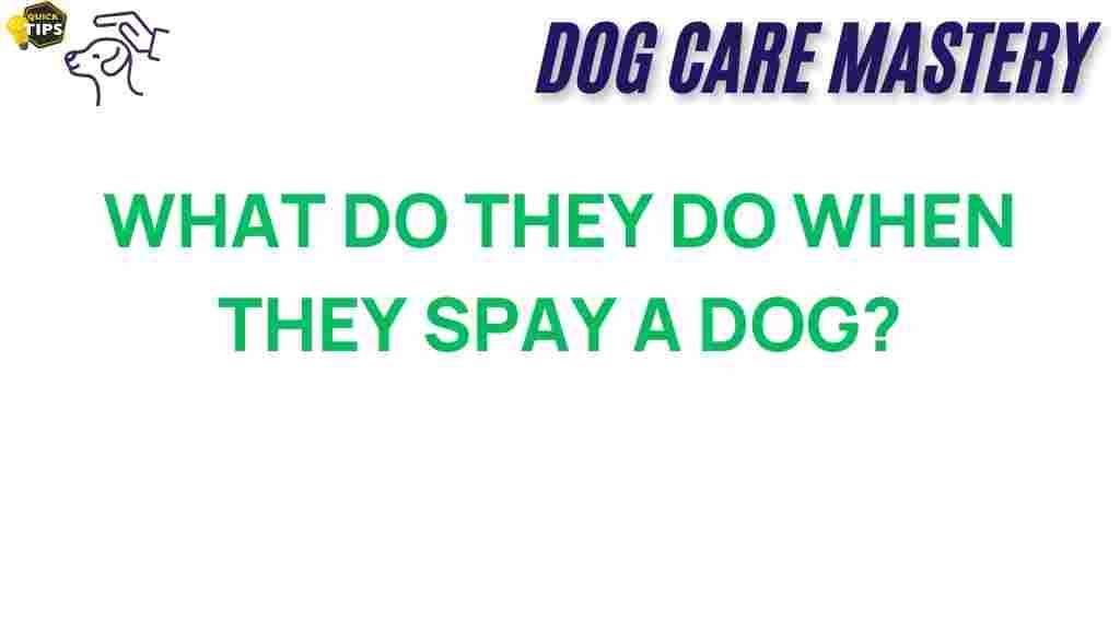spay-dog-surgery