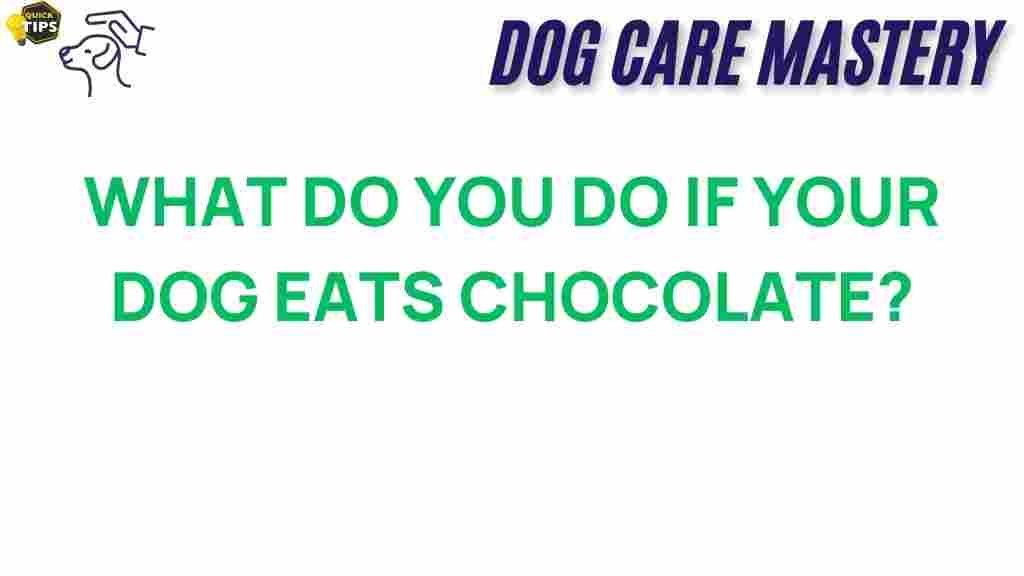 dog-health/chocolate-eating