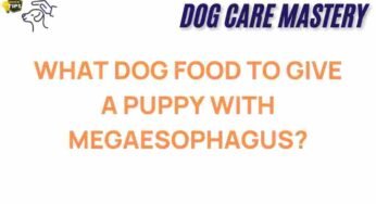 Navigating Puppy Nutrition: What to Feed a Dog with Megaesophagus