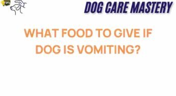 What Foods Can Help Your Dog Recover from Vomiting?