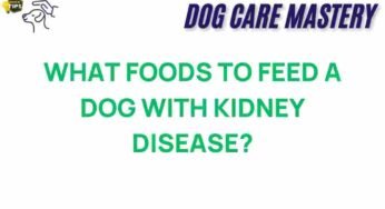 Unraveling the Best Diet for Dogs with Kidney Disease: What to Feed?